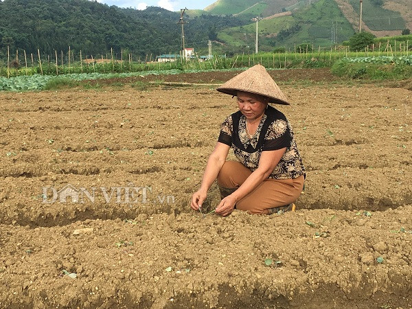 noi chat cho bo an, nhung o day trong bap cai ban van dat hang hinh anh 5