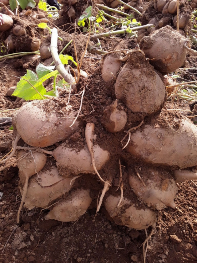 noi dao len thay bao nhieu la cu, tuong la khoai hoa ra la sam hinh anh 1