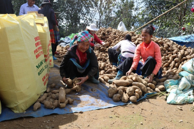 noi dao len thay bao nhieu la cu, tuong la khoai hoa ra la sam hinh anh 2