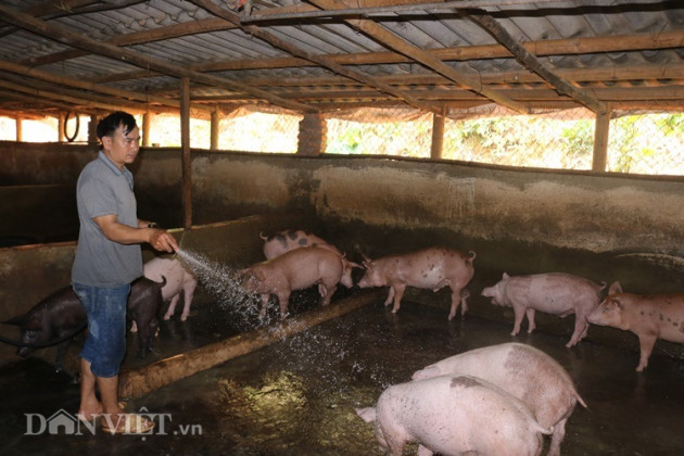 Nơi heo hút, nông dân nuôi cả trăm con lợn, bán giá cao, lãi đậm