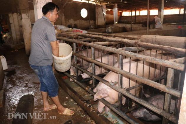 noi heo hut, nong dan nuoi ca tram con lon, ban gia cao, lai dam hinh anh 4