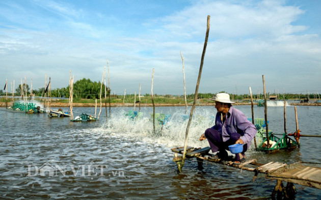 noi kho cua nguoi nuoi tom: gia giam, cong nhan ve que tranh dich hinh anh 2