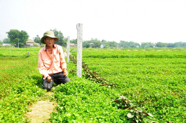 Nổi khổ trồng rau má, rau bổ mát phải "đứng đồng" vì dịch Covid-19