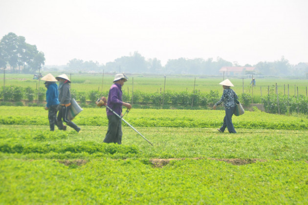 noi kho trong rau ma, rau bo mat phai "dung dong" vi dich covid-19 hinh anh 2