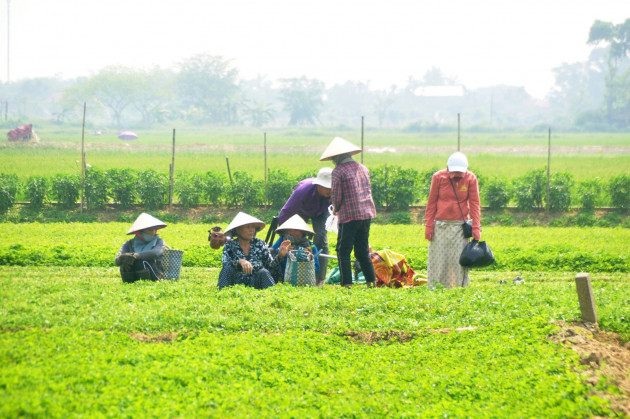 noi kho trong rau ma, rau bo mat phai "dung dong" vi dich covid-19 hinh anh 4