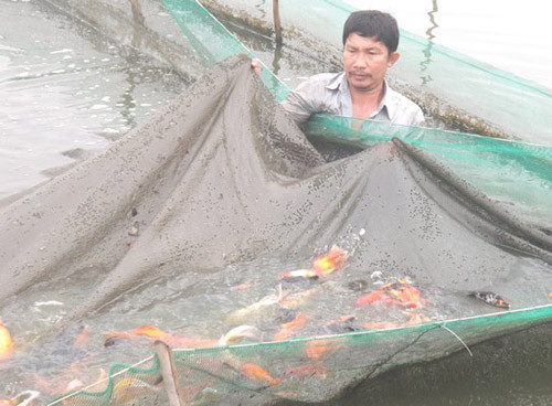 Nỗi lo “kép” ở làng nuôi "phi cơ" cho ông Táo