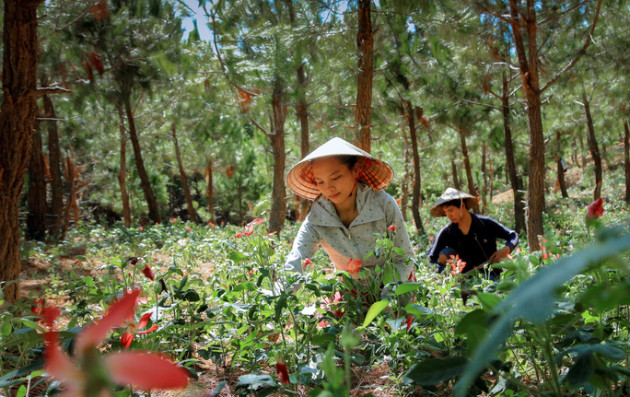 noi rung ru, trong thu sam "tien vua" nhu cham con mon hinh anh 2