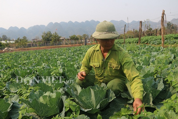 noi trong bap cai vietgap, 10 cay nhu 1, chua bao gio bi e hinh anh 1