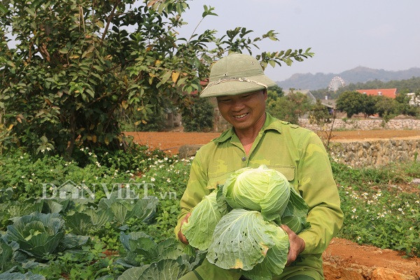 noi trong bap cai vietgap, 10 cay nhu 1, chua bao gio bi e hinh anh 2