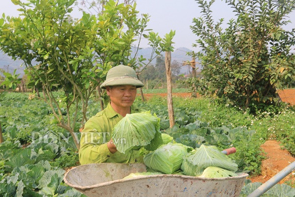 noi trong bap cai vietgap, 10 cay nhu 1, chua bao gio bi e hinh anh 3