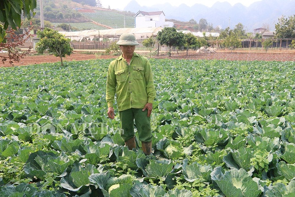 noi trong bap cai vietgap, 10 cay nhu 1, chua bao gio bi e hinh anh 5