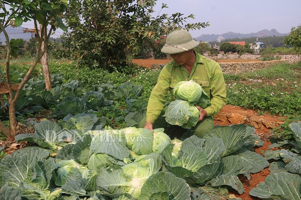 noi trong bap cai vietgap, 10 cay nhu 1, chua bao gio bi e hinh anh 6