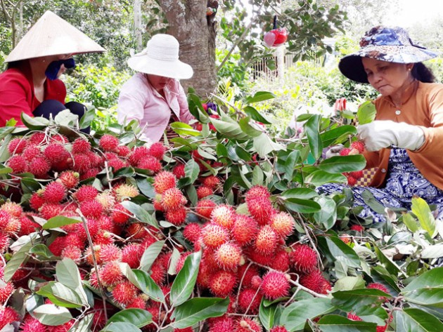 nong: chom chom chinh thuc co "giay thong hanh" sang new zealand hinh anh 2