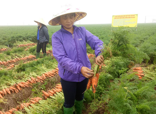 nong dan duc chinh chia se ki thuat trong ca rot to, dep xuat khau hinh anh 3