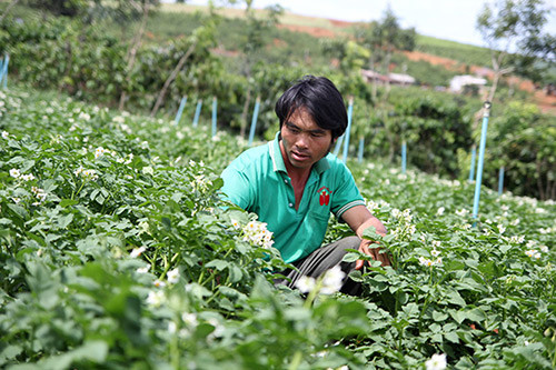 nong dan lam dong “5 tu, 5 cung” tao vung san xuat lon hinh anh 1