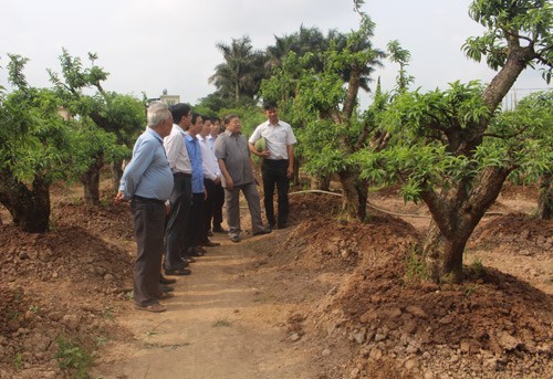 Nông dân làm giàu bền vững thì cần có liên kết trong sản xuất