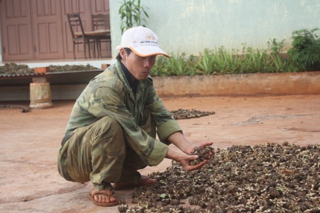 nong dan lieu trong cay lạ tren goc tieu chet, lieu co "ngon an"? hinh anh 3