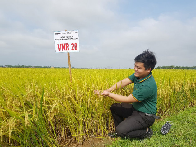 nong dan mien trung phan khoi voi 2 giong lua "sieu nang suat" hinh anh 2