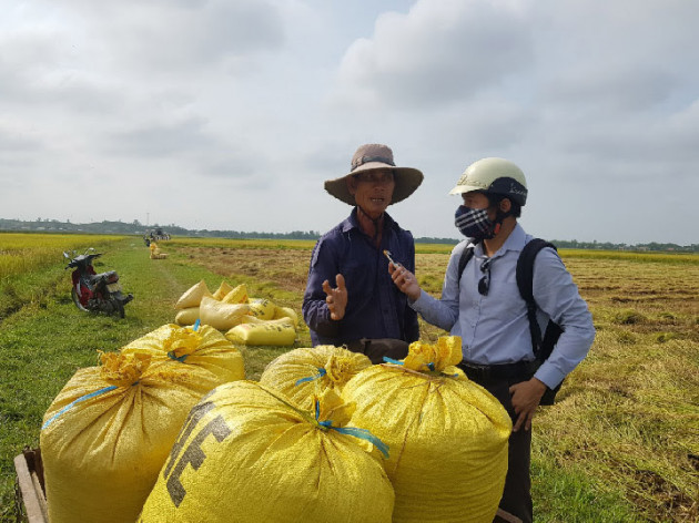 nong dan mien trung phan khoi voi 2 giong lua "sieu nang suat" hinh anh 3