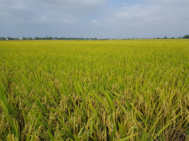 nong dan mien trung phan khoi voi 2 giong lua "sieu nang suat" hinh anh 4