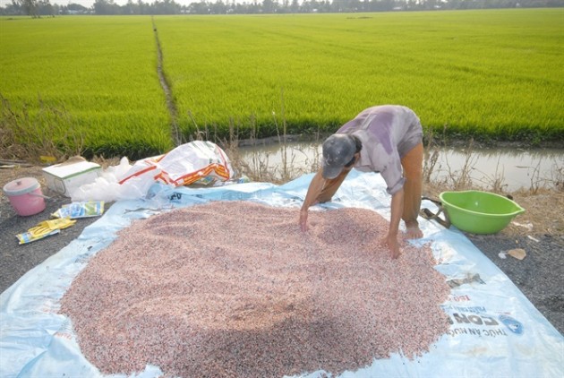 Nông dân ngỡ ngàng vì giá phân bón tăng bất thường