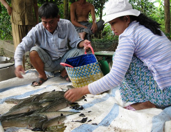 nuoc man tan cong, ca loc tuot nhot chet tran lan o tra vinh hinh anh 2