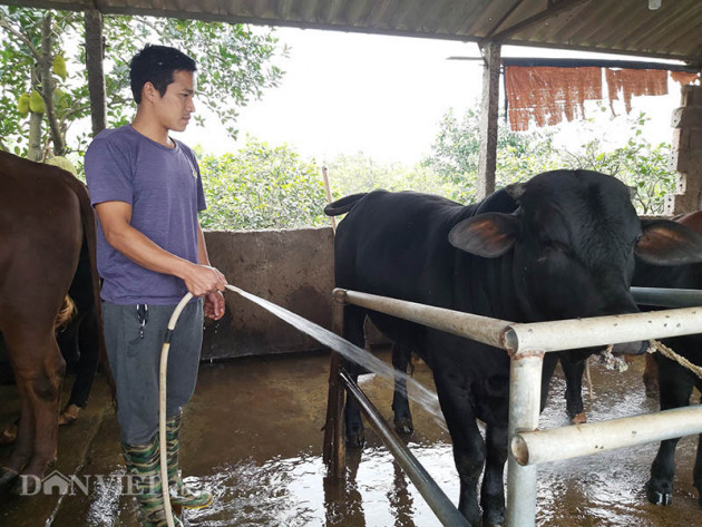 Nuôi bò 3B "siêu to khổng lồ", dân thủ đô lãi hàng trăm triệu/năm