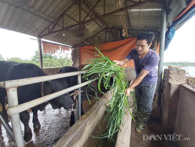 nuoi bo 3b "sieu to khong lo", dan thu do lai hang tram trieu/nam hinh anh 3