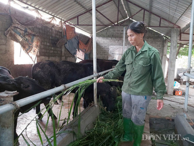 nuoi bo 3b "sieu to khong lo", dan thu do lai hang tram trieu/nam hinh anh 6