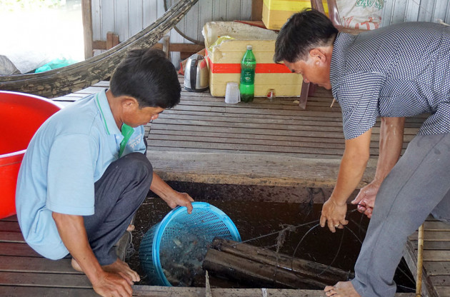 nuoi ca heo duoi do nhu son, keu ec ec de thuong, ban dat tien hinh anh 2