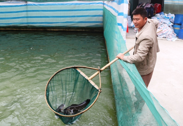 Nuôi cá lóc dày đặc trong bể xi măng mà xây "biệt phủ", sắm xe hơi1