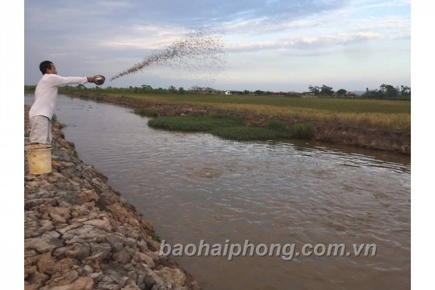 nuoi ca tram co o ruong lua, ca to nga mau vang, tien loi nhieu hon hinh anh 1