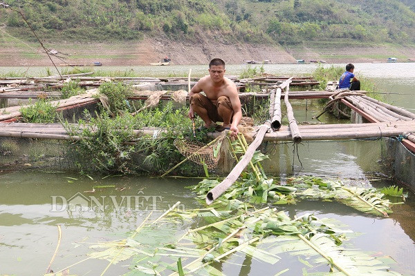 Nuôi cá trắm đen trên hồ sông Đà, lớn con nào lái tranh mua con đó1