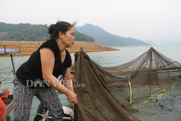 nuoi ca tram khung an co o ho thuy dien, cu ban 1 con co nua trieu hinh anh 1