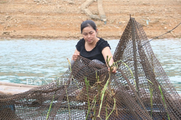 nuoi ca tram khung an co o ho thuy dien, cu ban 1 con co nua trieu hinh anh 4