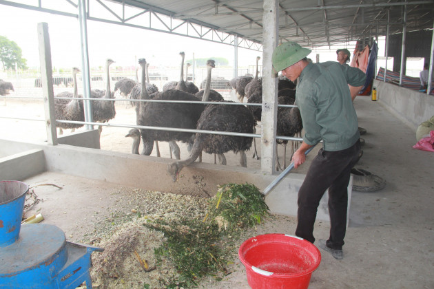 Nuôi chim nặng cả tạ, chạy nhanh như gió khiến cả làng trầm trồ