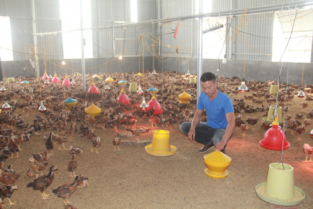 nuoi chim nang ca ta, chay nhanh nhu gio khien ca lang tram tro hinh anh 2