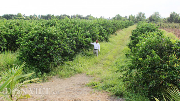 "nuoi" co dai trong vuon chanh 14ha, chu vuon ung dung giua han man hinh anh 1