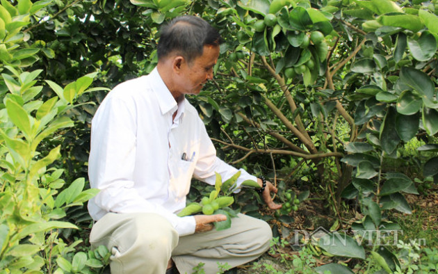 "nuoi" co dai trong vuon chanh 14ha, chu vuon ung dung giua han man hinh anh 3