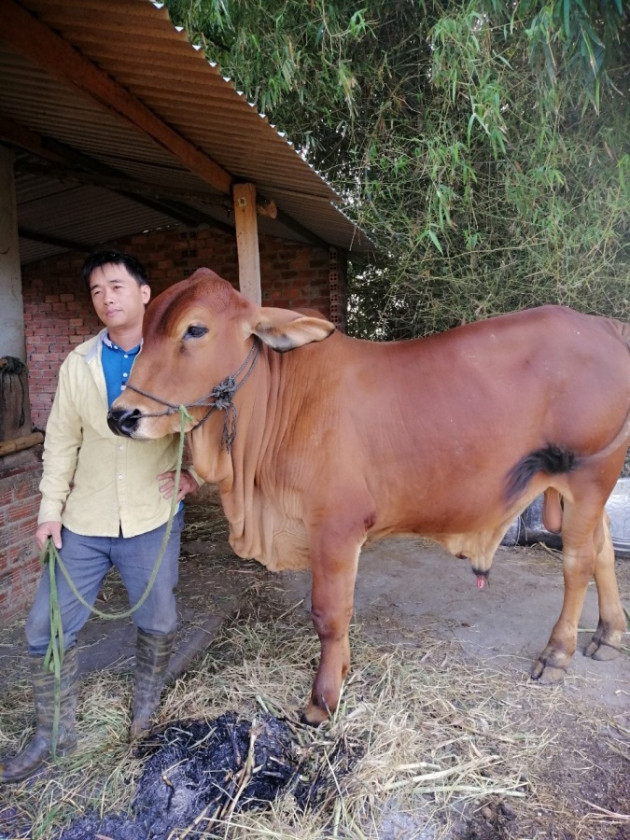 nuoi dan bo "sieu to khong lo" giong 3b thanh nong dan gioi cap tinh hinh anh 1