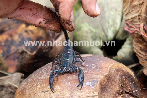 nuoi loai bo ai nhin cung khiep, lai kiem tien trieu moi ngay de ot hinh anh 3