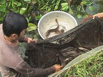 nuoi loai ca tre phu quoc von hoang da hinh thu ky la, ban dat tien hinh anh 3