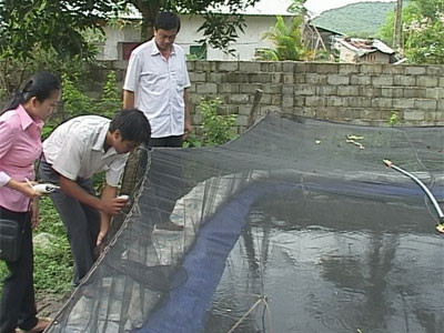 nuoi loai ca tre phu quoc von hoang da hinh thu ky la, ban dat tien hinh anh 6