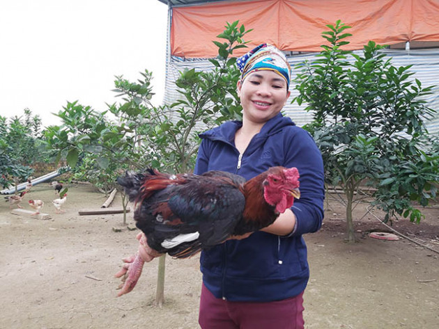 nuoi loai ga do o tuyen quang, con nao cung to khoe, ban dat hang hinh anh 1