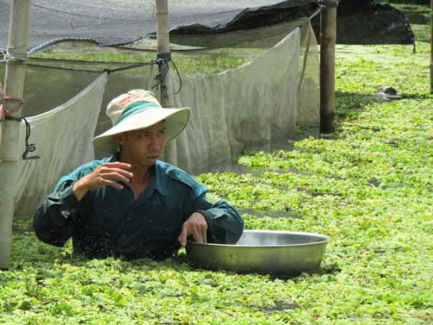 nuoi loai oc dac san toi ngay rong choi o ao beo, thanh trieu phu hinh anh 2