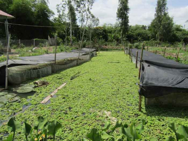 nuoi loai oc dac san toi ngay rong choi o ao beo, thanh trieu phu hinh anh 6