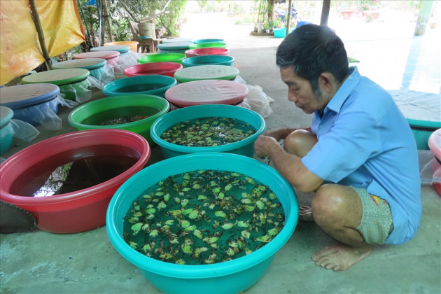 nuoi loai oc ngon gam beo nhu ranh, lao nong mien tay doi doi hinh anh 1