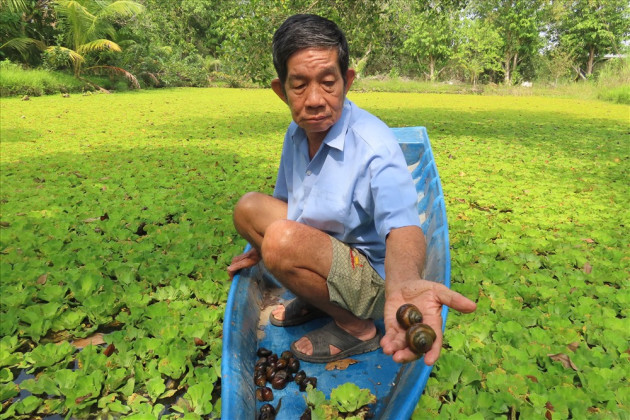 nuoi loai oc ngon gam beo nhu ranh, lao nong mien tay doi doi hinh anh 10