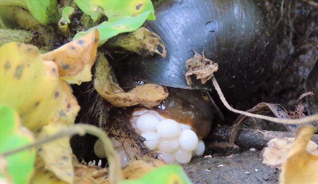 nuoi loai oc ngon gam beo nhu ranh, lao nong mien tay doi doi hinh anh 5