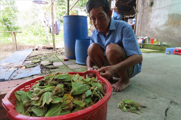 nuoi loai oc ngon gam beo nhu ranh, lao nong mien tay doi doi hinh anh 8